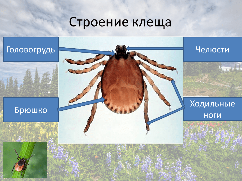 На фото описано строение клеща